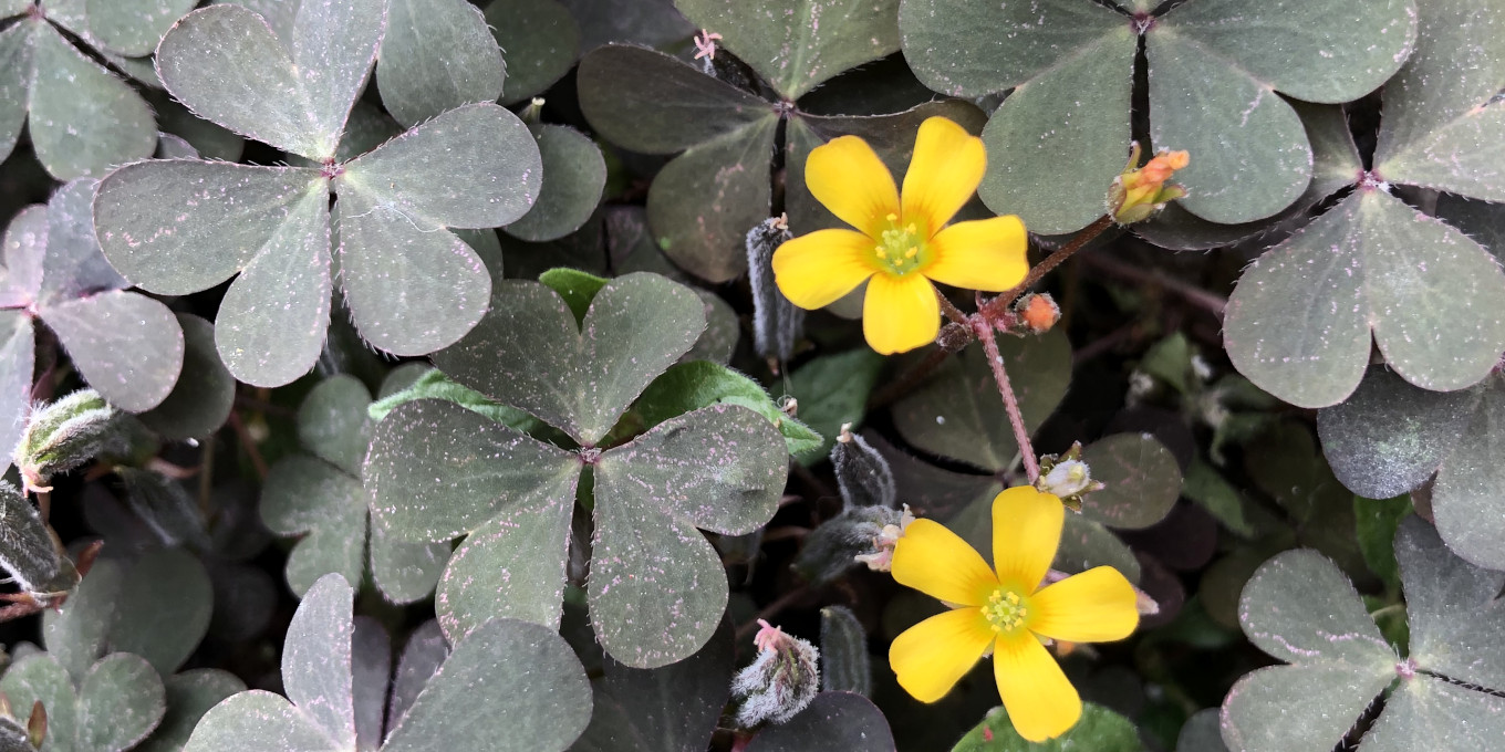 Oxalis corniculé